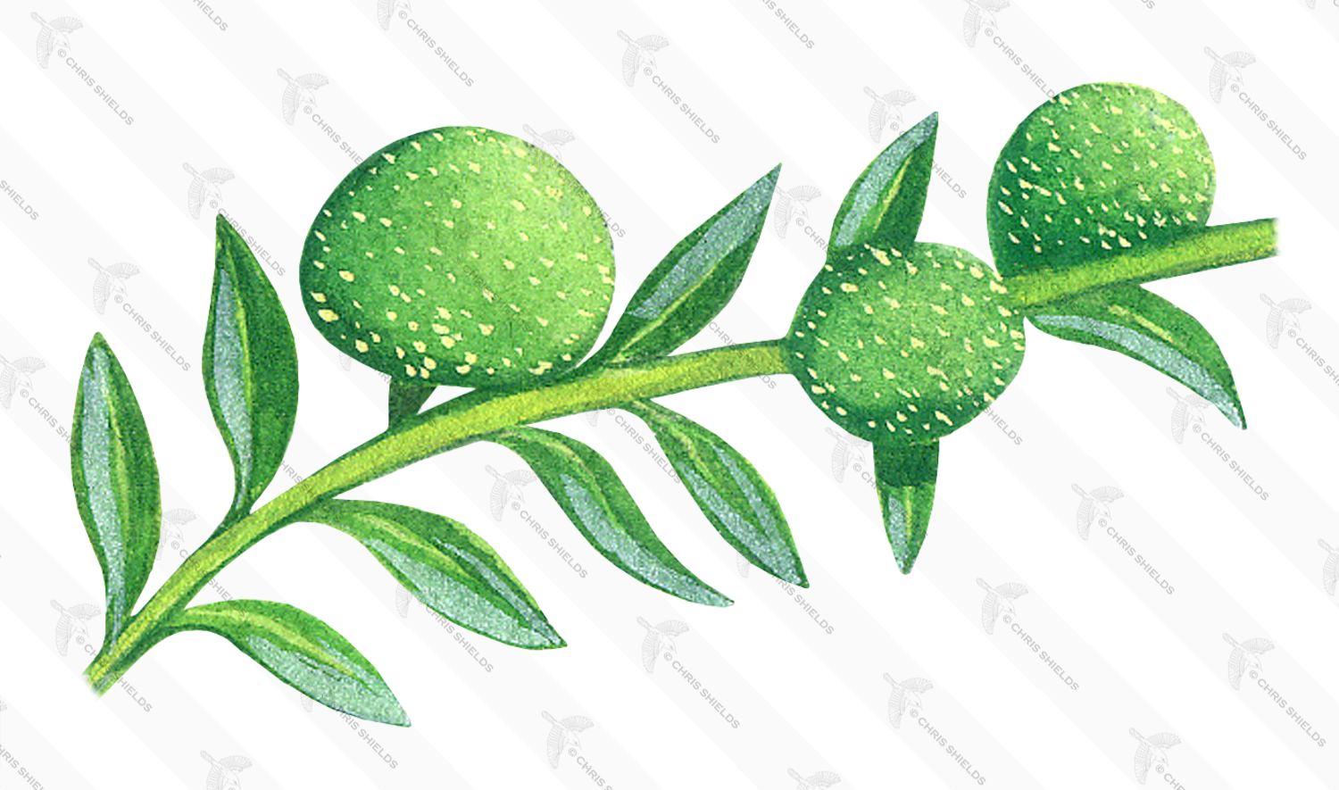 Illustration of Algae (Chaetophora) (#0976)
