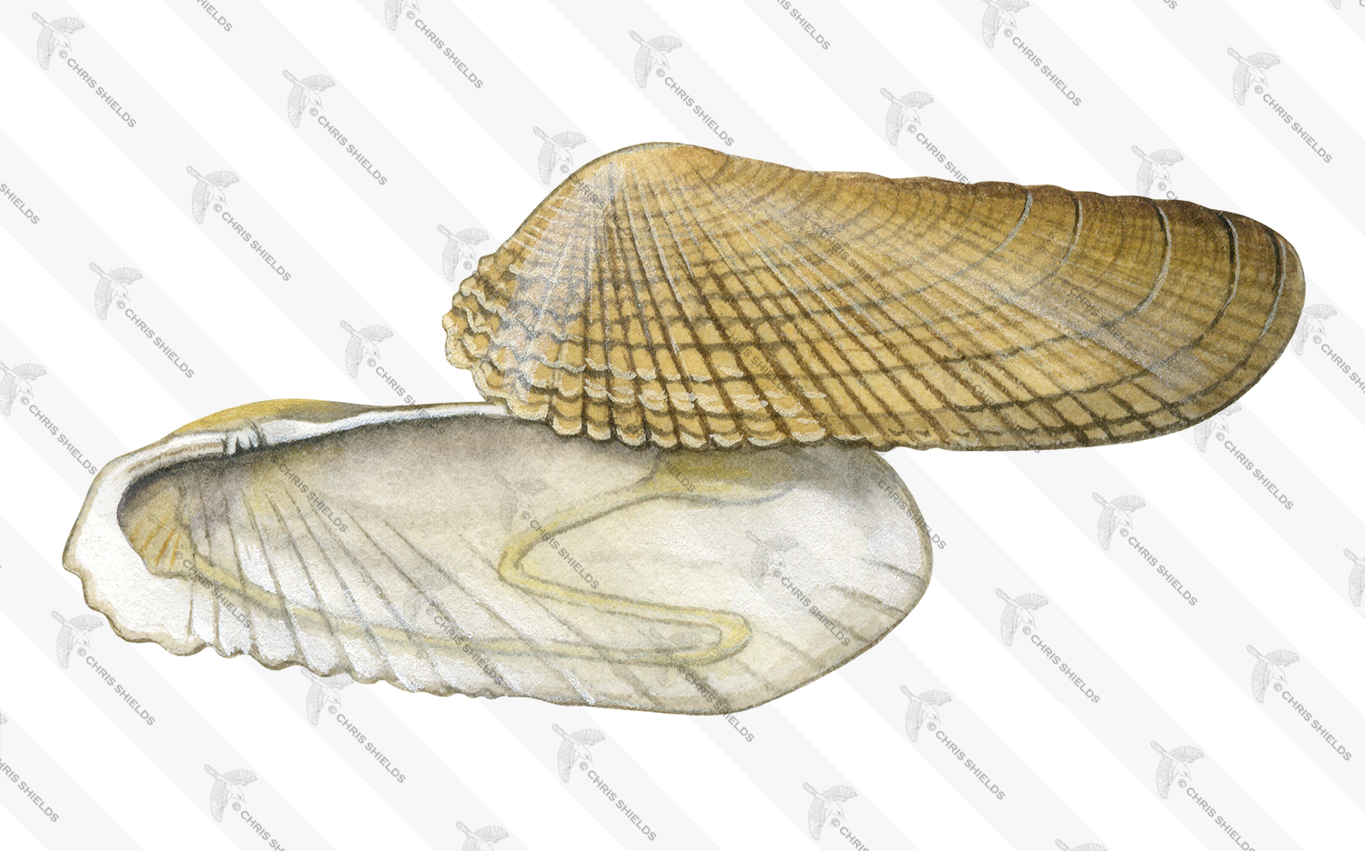 Illustration of American Piddock (Petricola pholadiformis) (#2349)