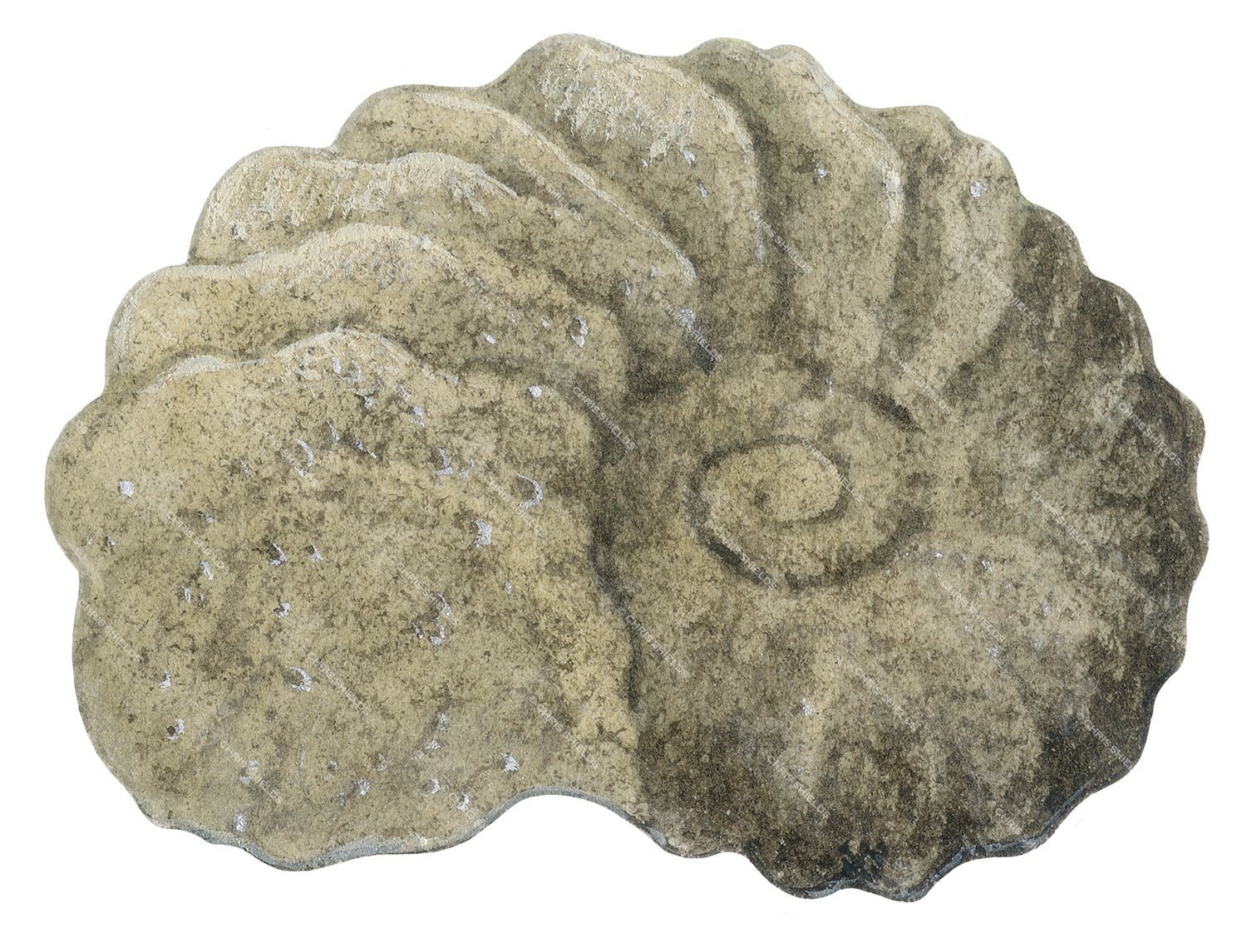 Illustration of Ammonite fossil (Schloenbachia) (#0471)