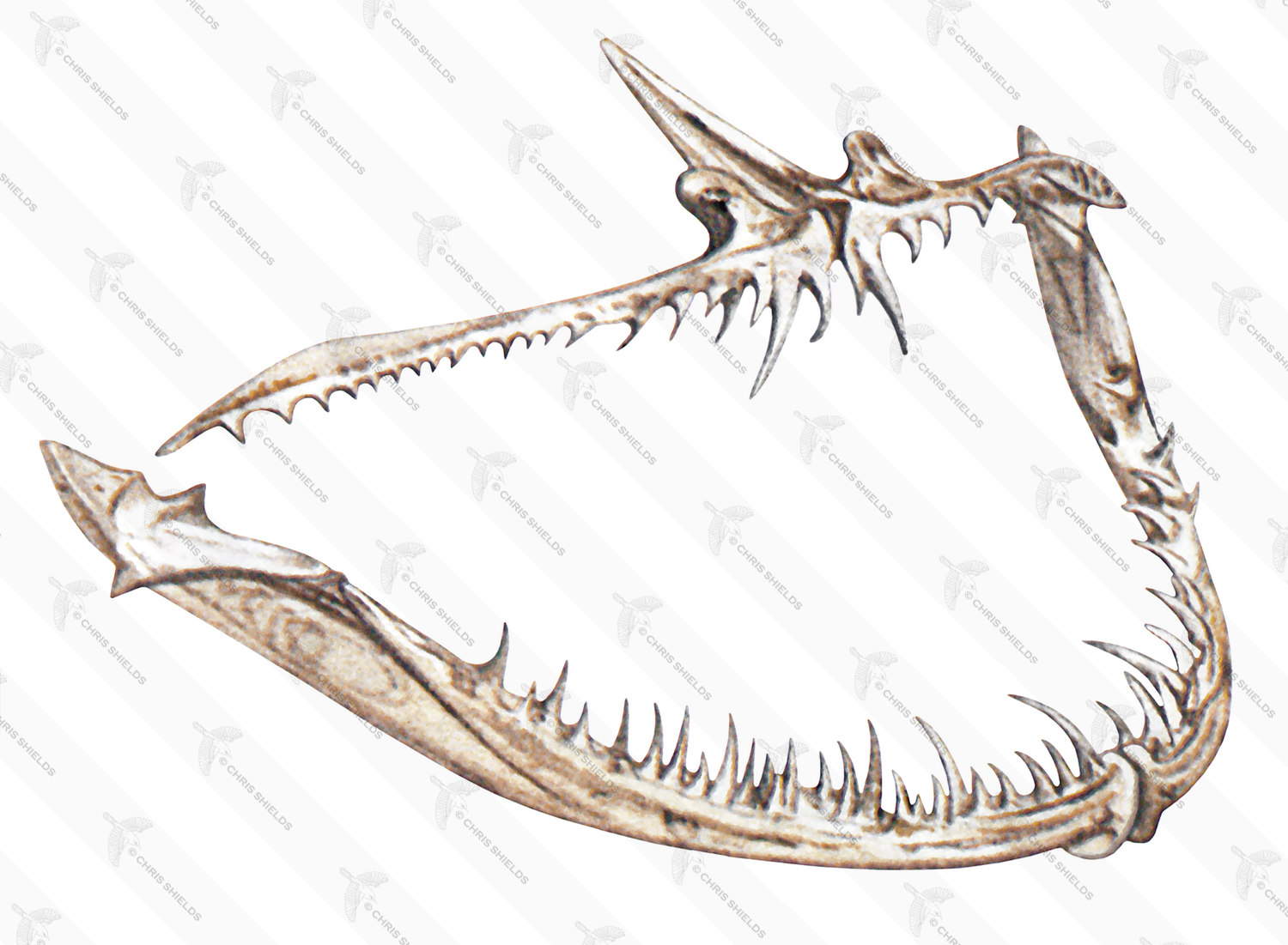 Illustration of Angler Fish (Lophius piscatorius) (#1869)