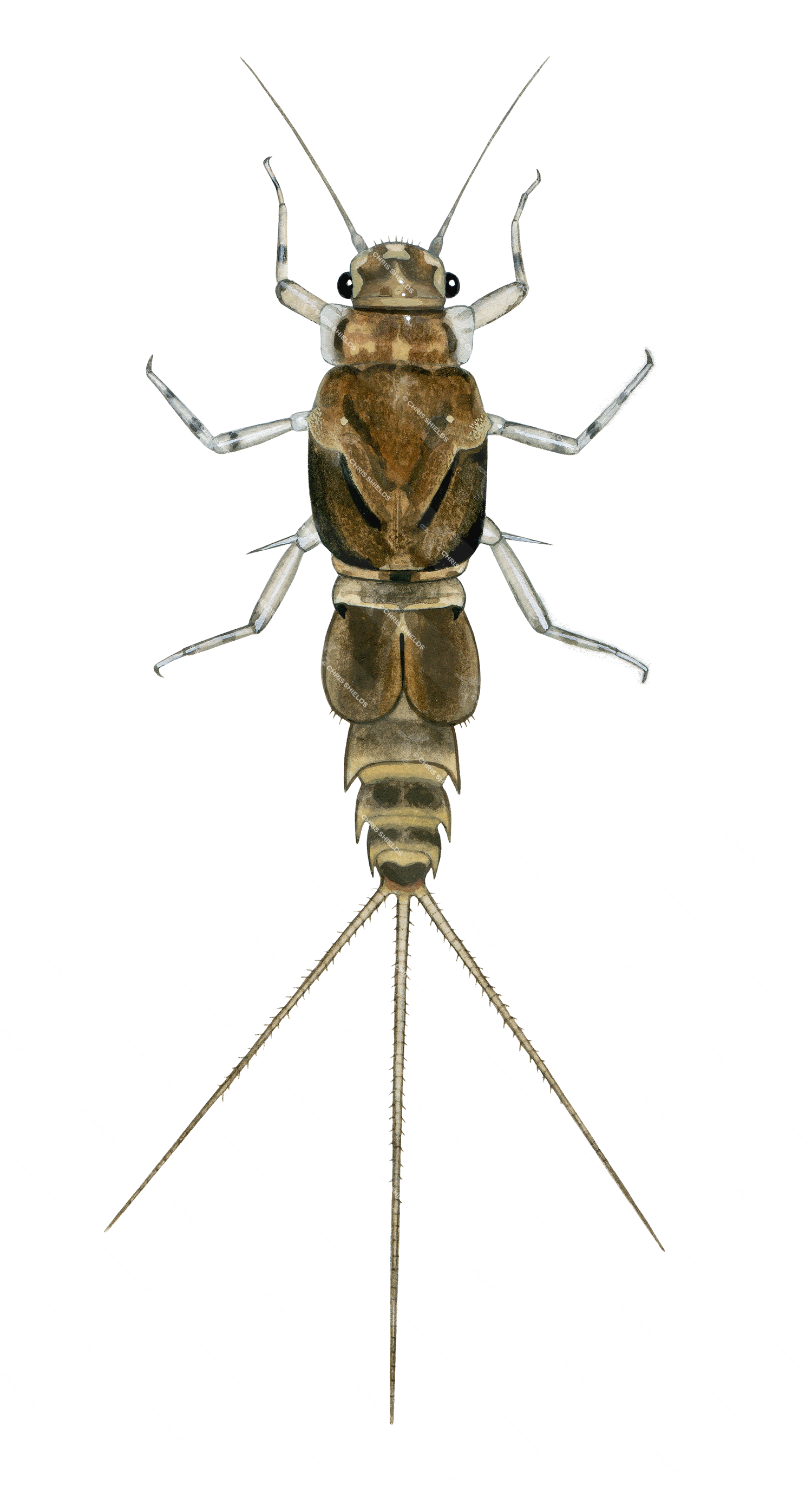 Illustration of Anglers Curse Nymph (Caenis horaria) (#2825)