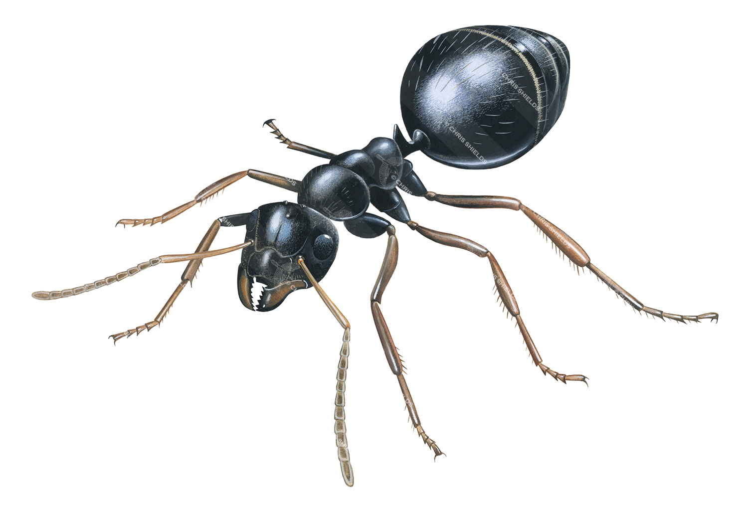 Illustration of Ant (Black Garden) Lasius niger (#4634)
