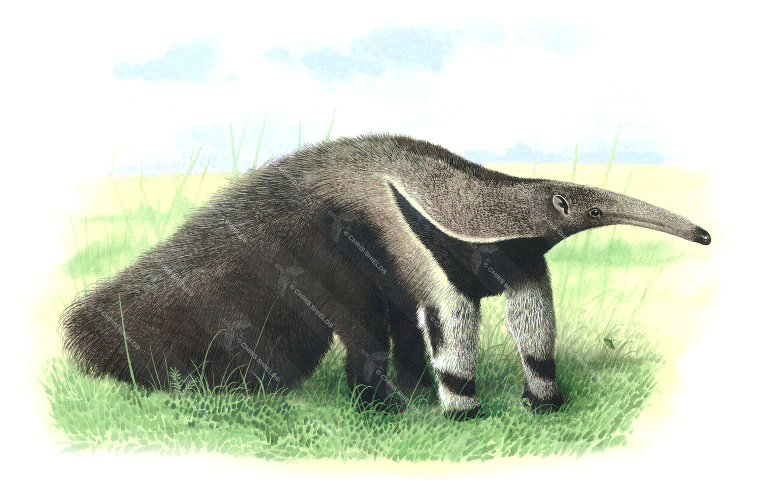 Illustration of Anteater (giant) Myrmecophaga tridactyla (#0236)