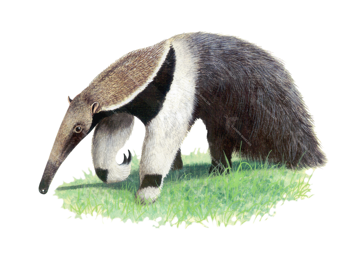 Illustration of Anteater (giant) Myrmecophaga tridactyla (#1132)