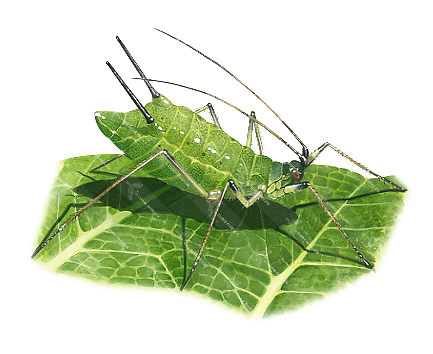 Illustration of Aphid (#2647)