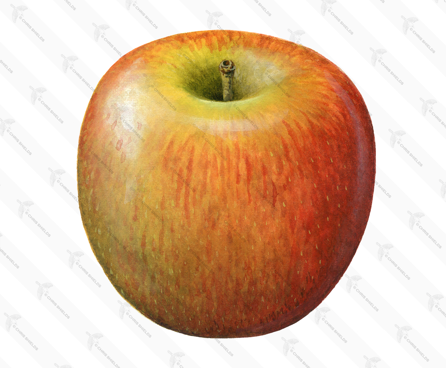 Illustration of Apple (Malus domestica) (#1539)