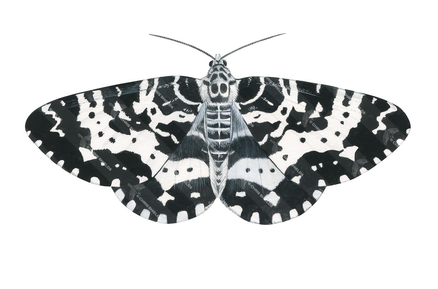 Illustration of Argent & Sable Moth (Rheumaptera hastata) (#3454)