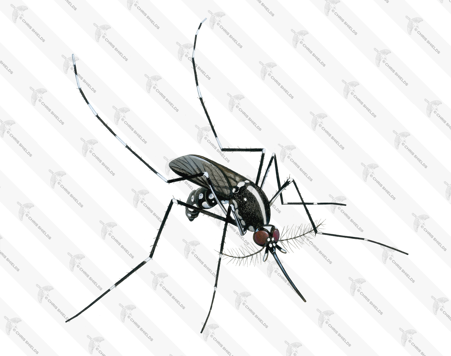 Illustration of Asian tiger mosquito (Aedes albopictus) (#3873)