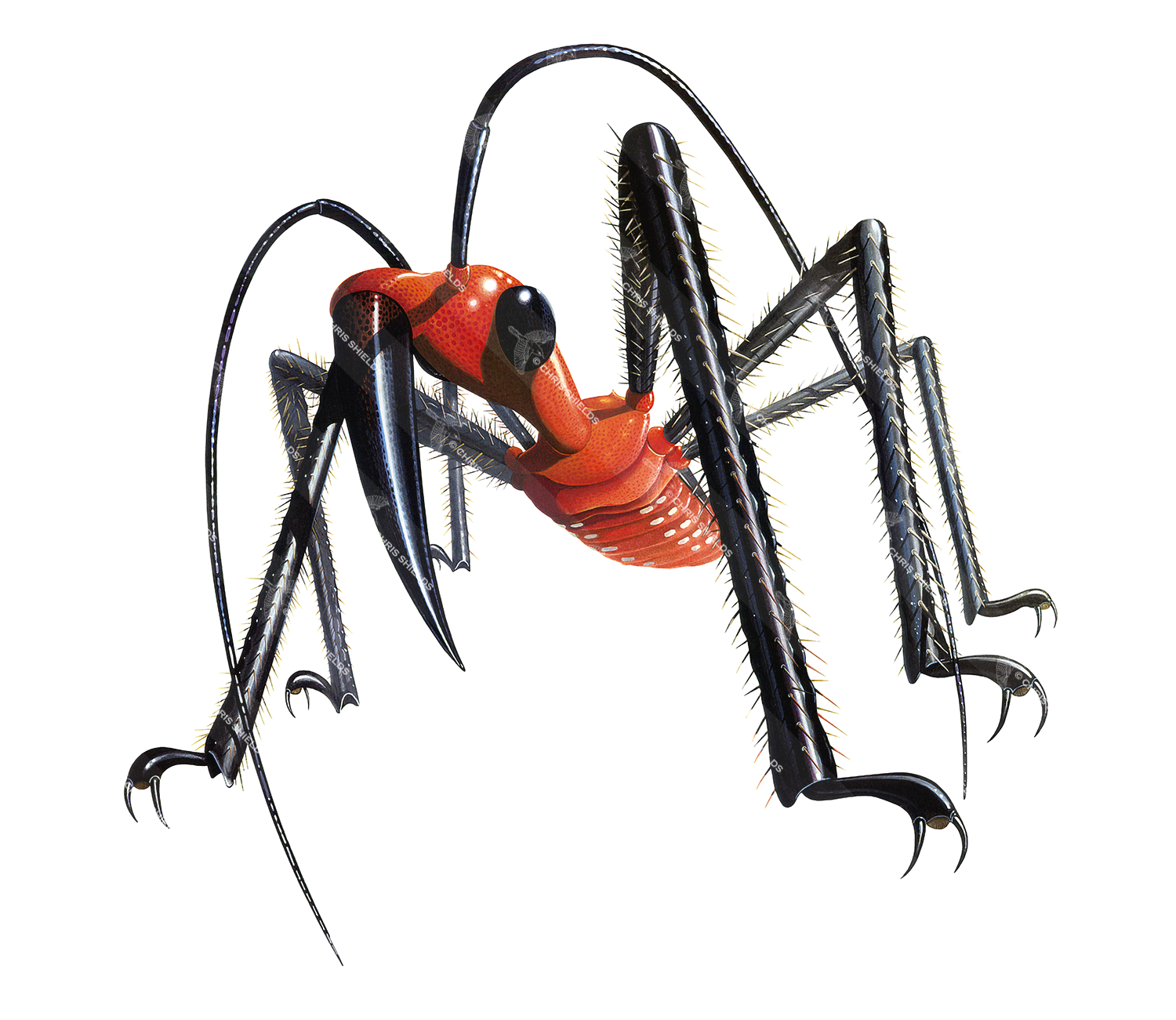 Illustration of Assasin Bug (Zebus longipes) (#1133)
