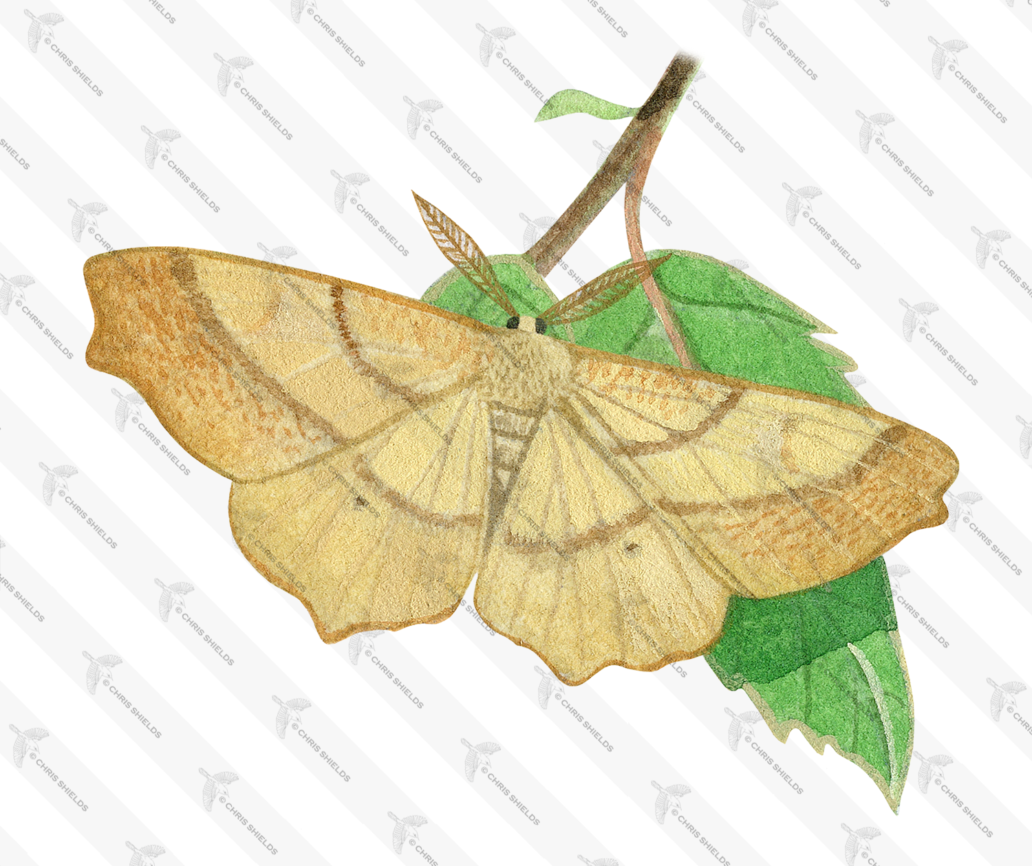 Illustration of August Thorn (Ennomos quercinaria) (#2883)