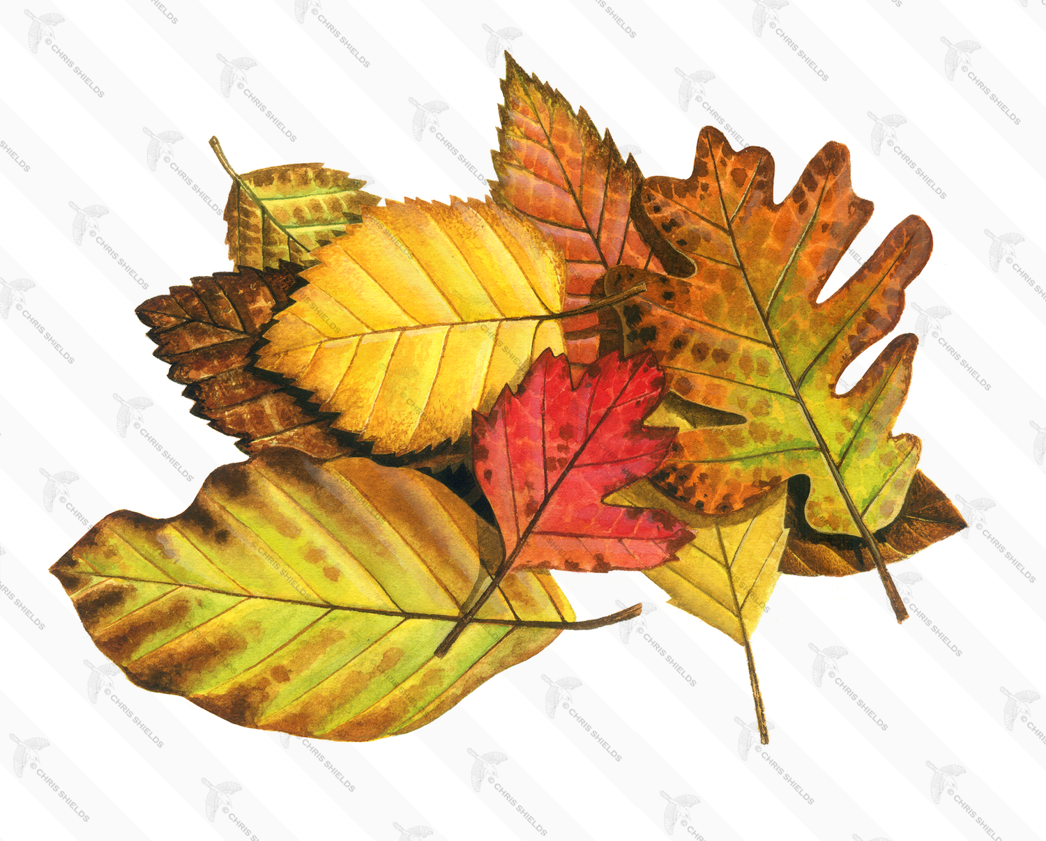 Illustration of Autumn Leaves (#2071)