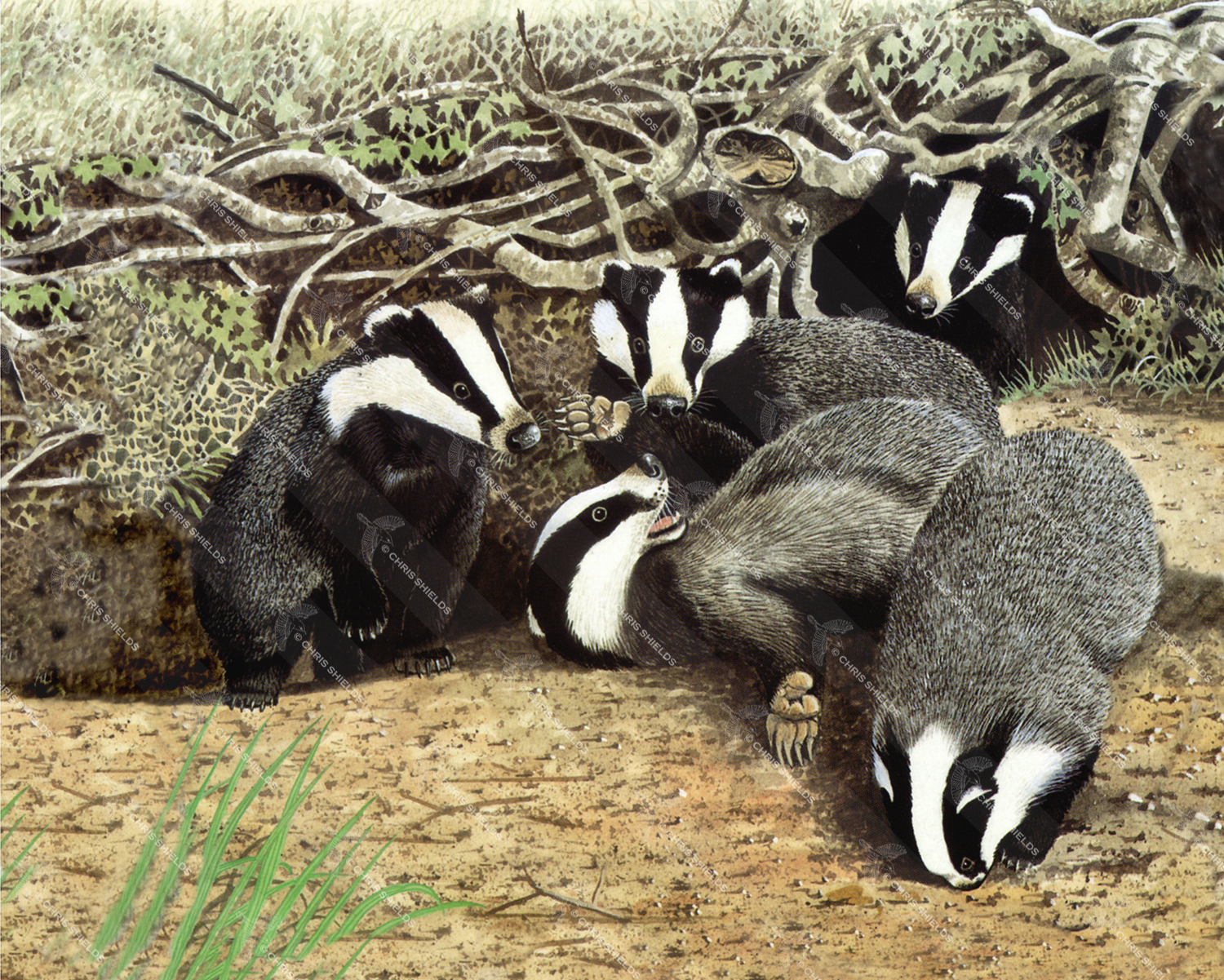Illustration of Badger (Meles meles) (#0110)