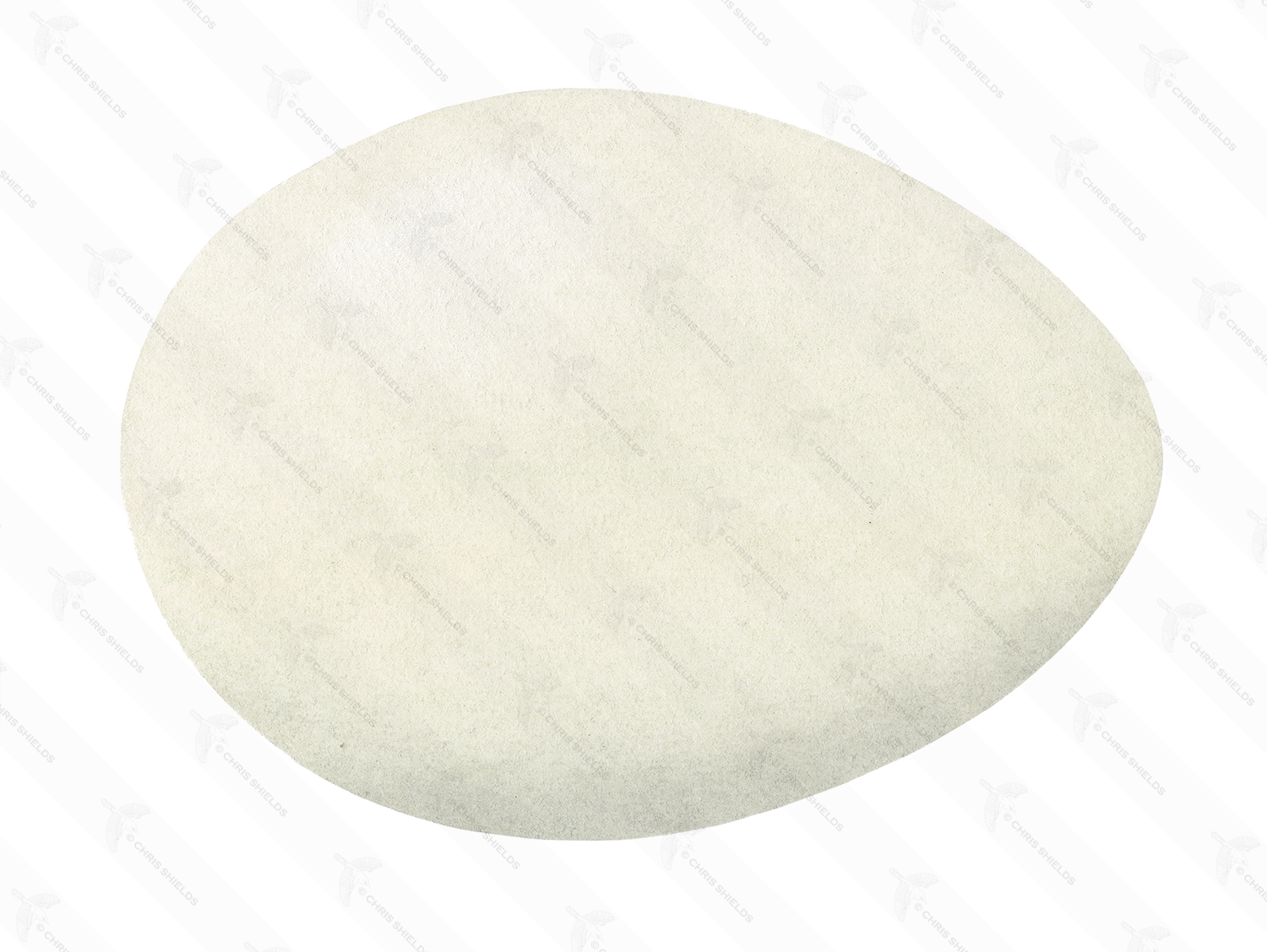 Illustration of Barn Owl egg (Tyto alba) (#3281)