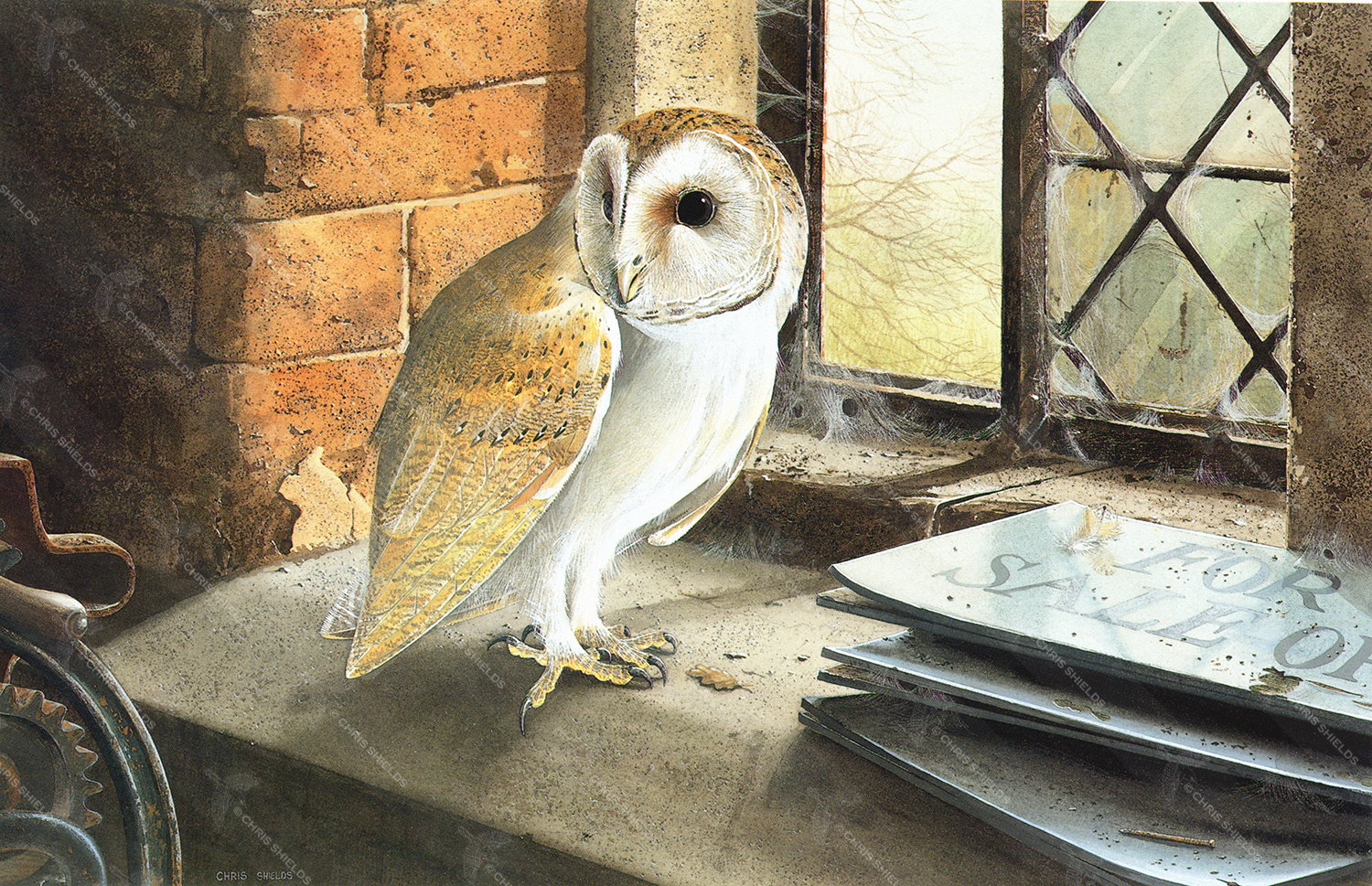 Illustration of Barn Owl (Tyto alba) (#0038)