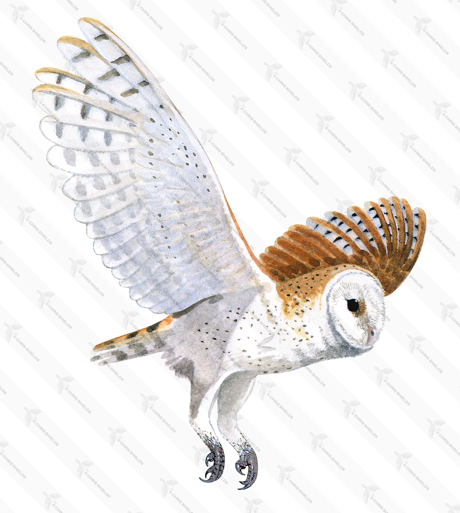 Illustration of Barn Owl (Tyto alba) (#0529)