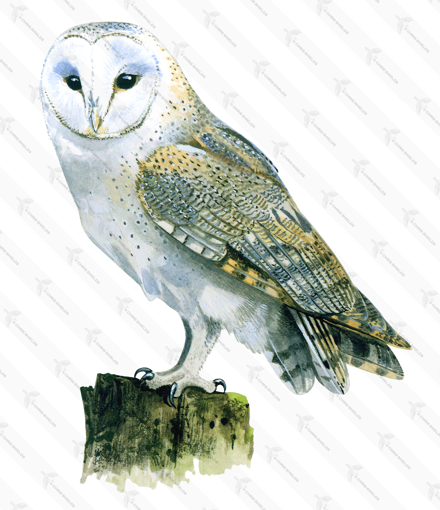 Illustration of Barn Owl (Tyto alba) (#0818)