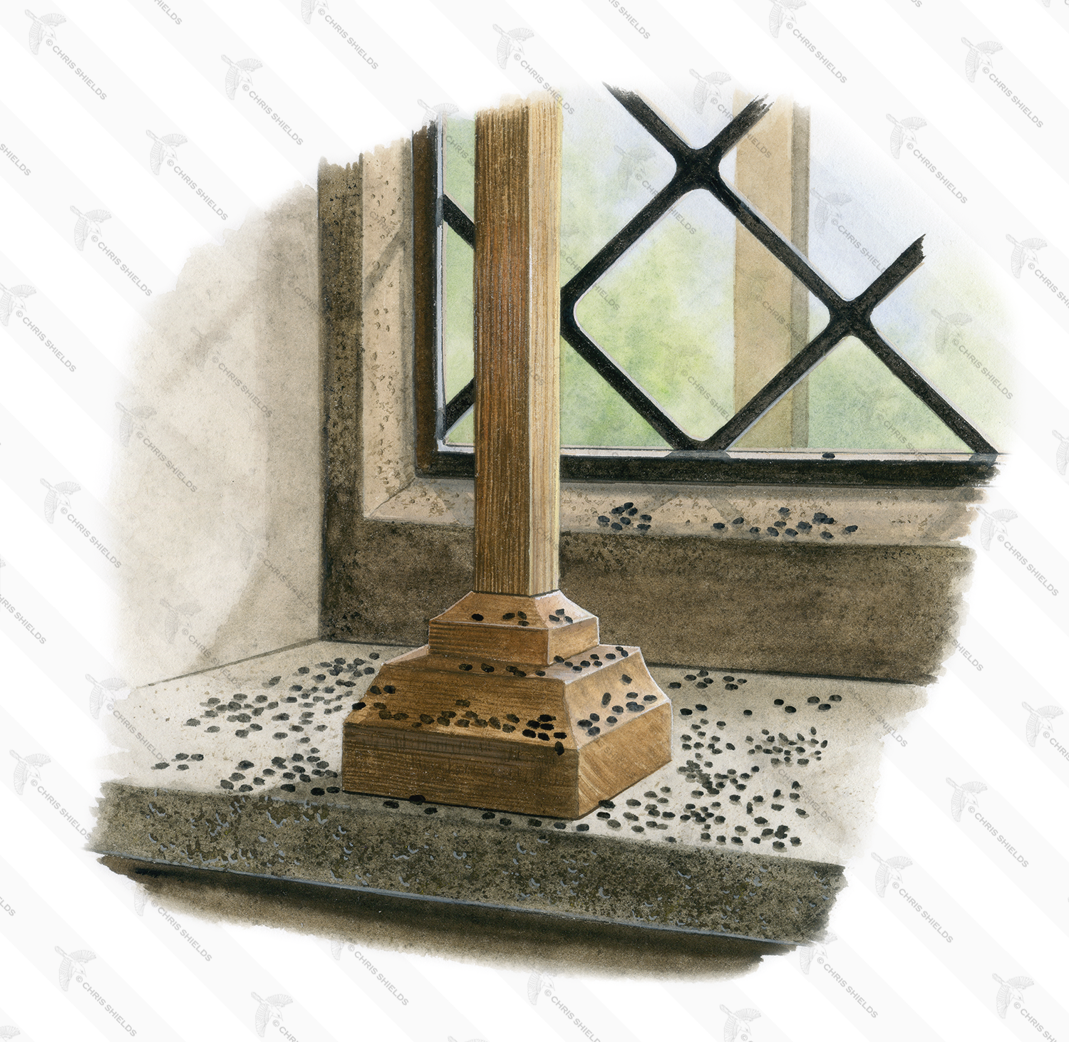 Illustration of Bat Droppings (#4772)