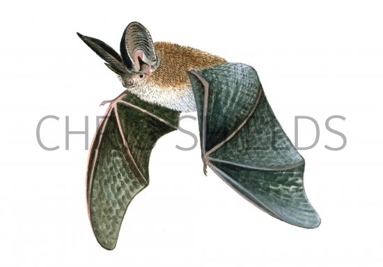Illustration of Bat (Long-eared) Plecotus auritus (#0238)