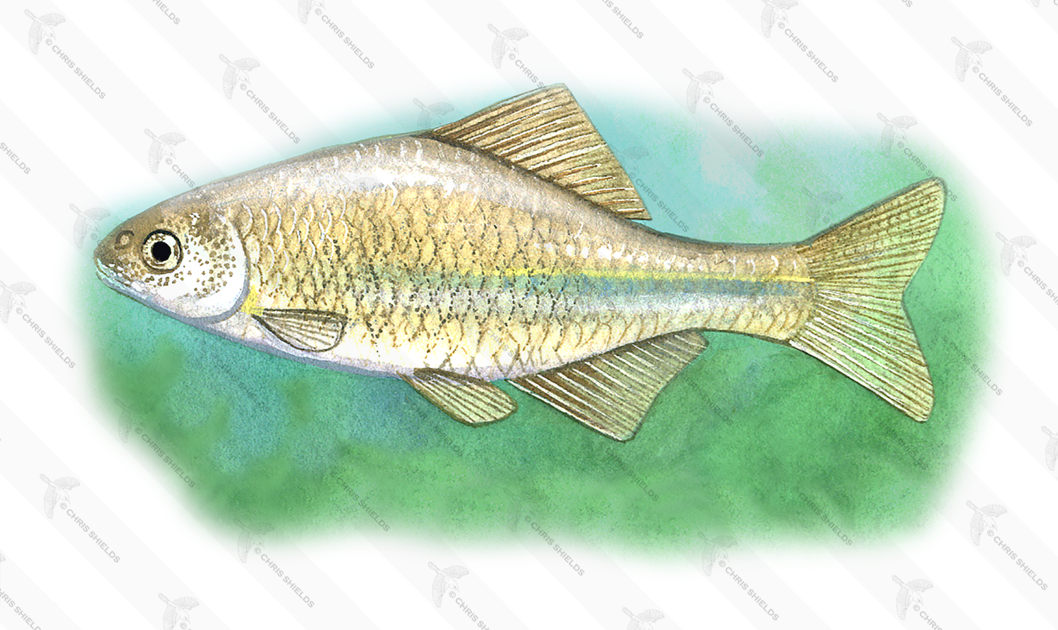 Illustration of Bitterling (European) Rhodeus amarus (#0061)