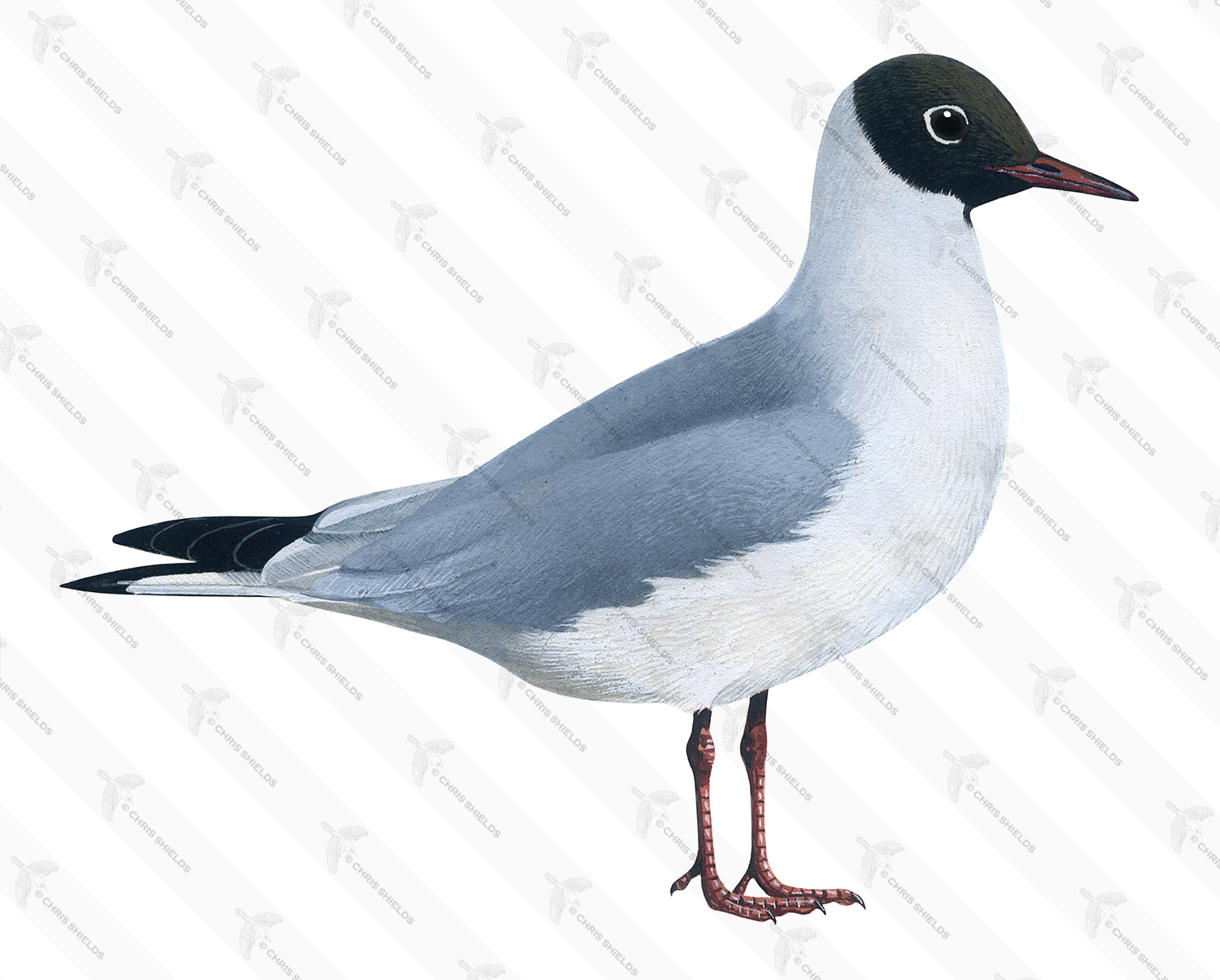Illustration of Black-headed gull (Chroicocephalus ridibundus) (#1073)
