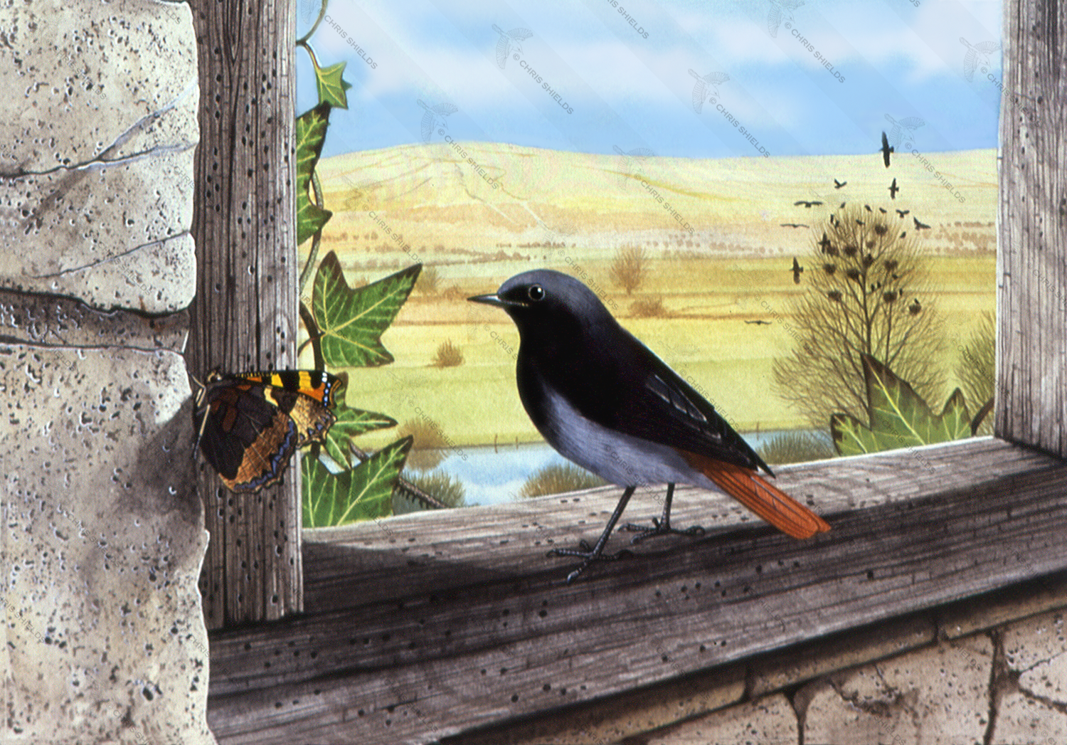 Illustration of Black Redstart (Phoenicurus ochruros) (#4341)