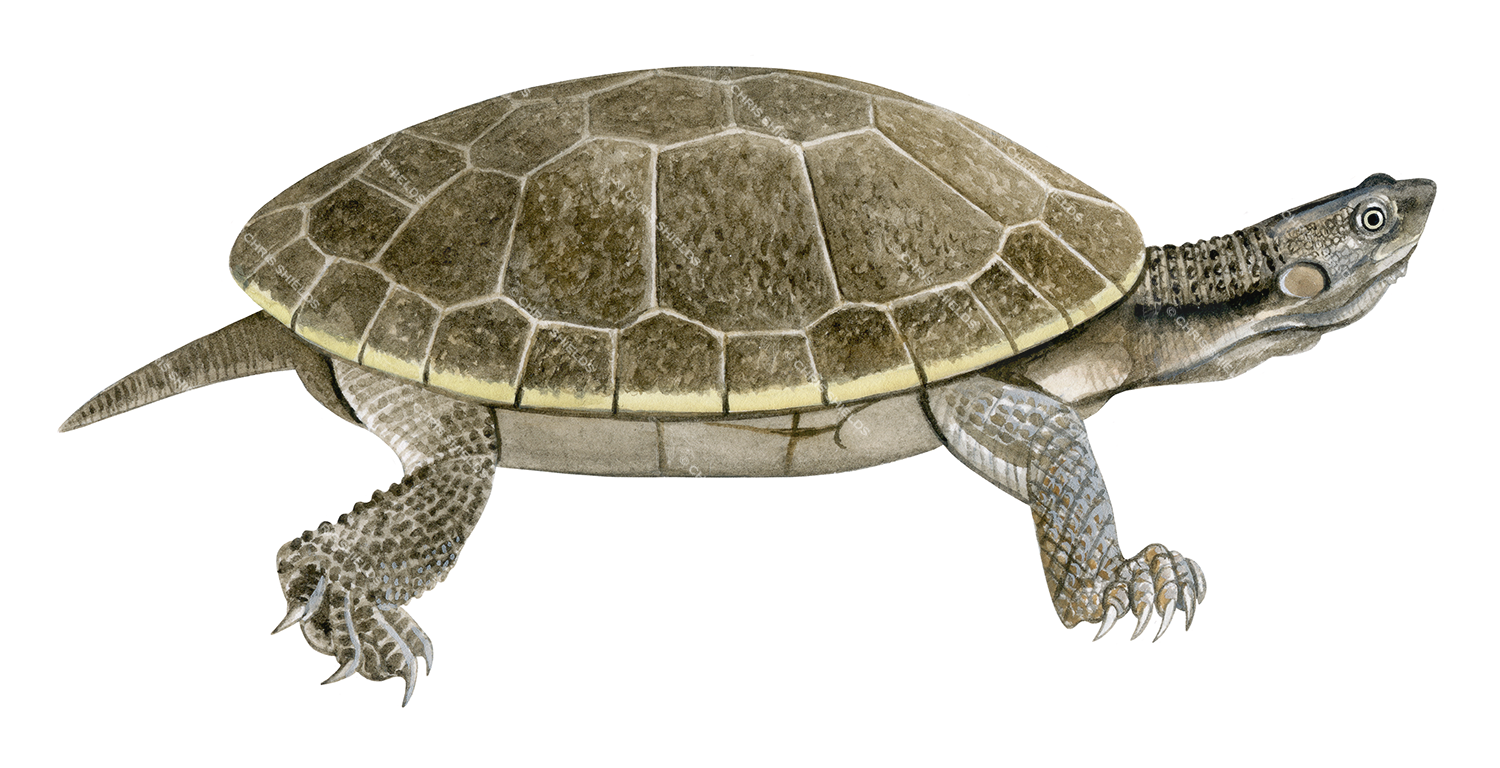 Illustration of Branderhorst's Snapping Turtle (Elseya branderhorsti) (#4744)