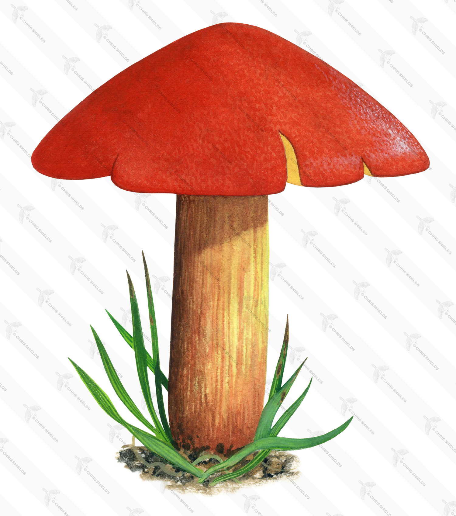 Illustration of Crimson waxcap (Hygrocybe punicea) (#4741)