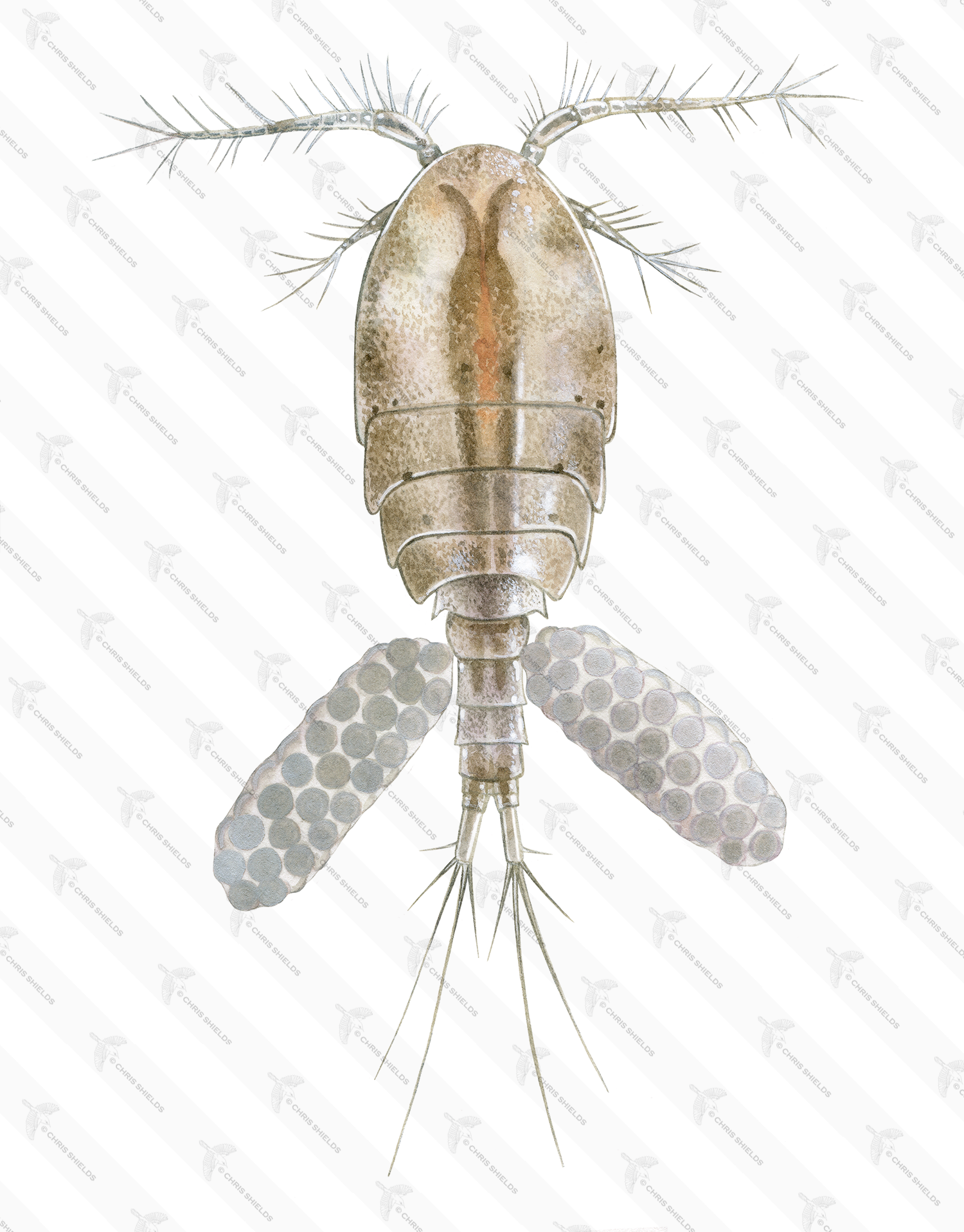 Illustration of Cyclops Water Flea (Megacyclops viridis) (#4417)