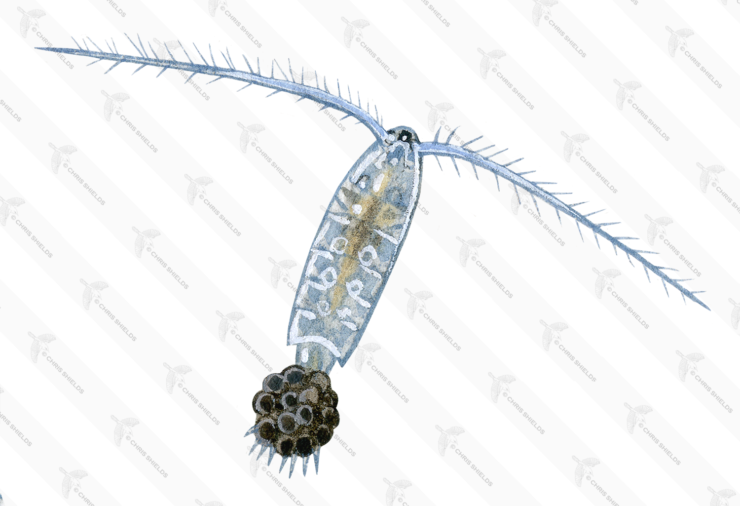 Illustration of Diaptomus Water Flea (#1525)