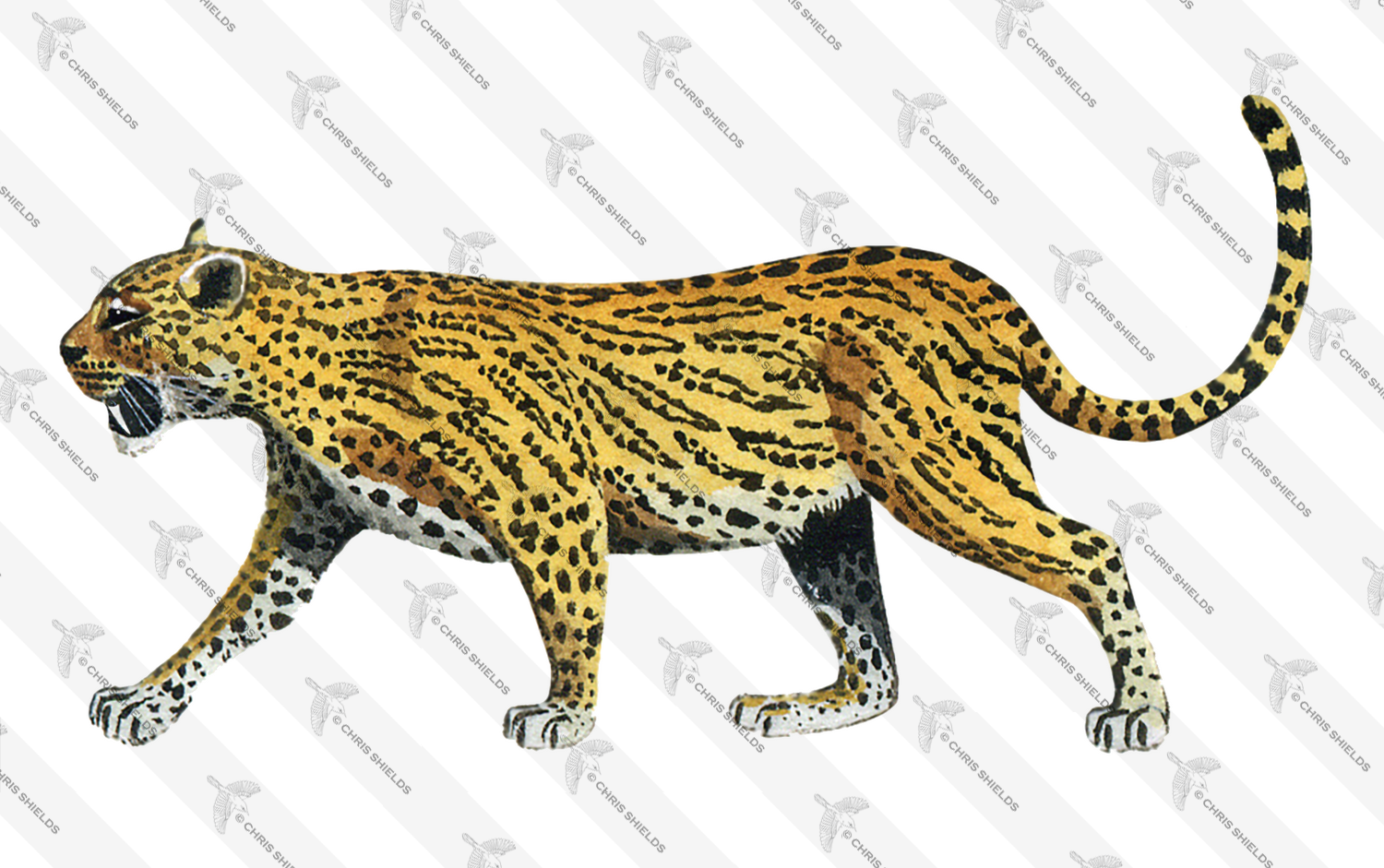 Illustration of Dinicti (#0523)