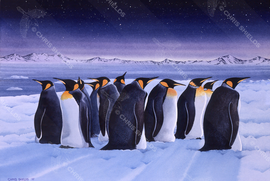 Illustration of Emperor Penguin (Aptenodytes forsteri) (#1648)