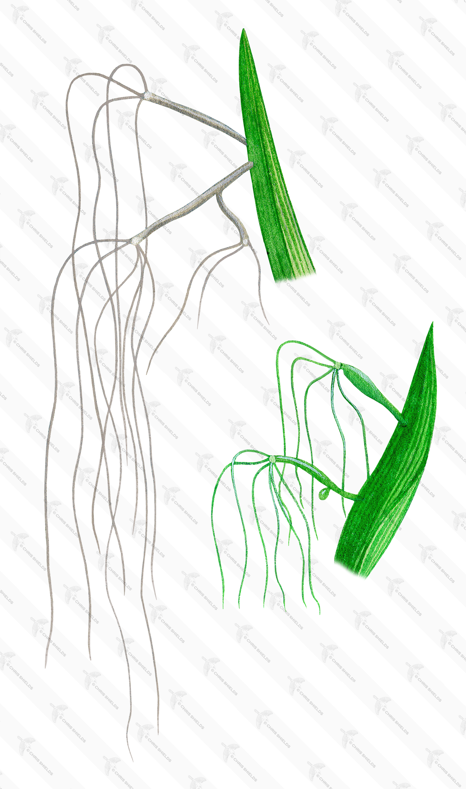 Illustration of Hydra - Green & Brown (Hydra viridis) (H. oligactis) (#1530)