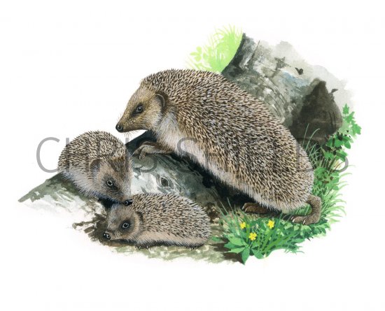 Illustration of Hedgehog (Erinaceus europaeus) (#2329)