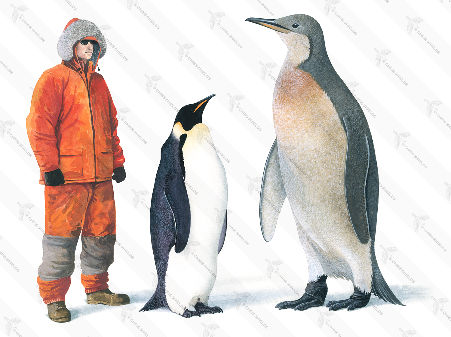 Illustration of Mega Penguin (Palaeeudyptes klekowskii   ..(size comparison with person and emperor penguin) (#2803)