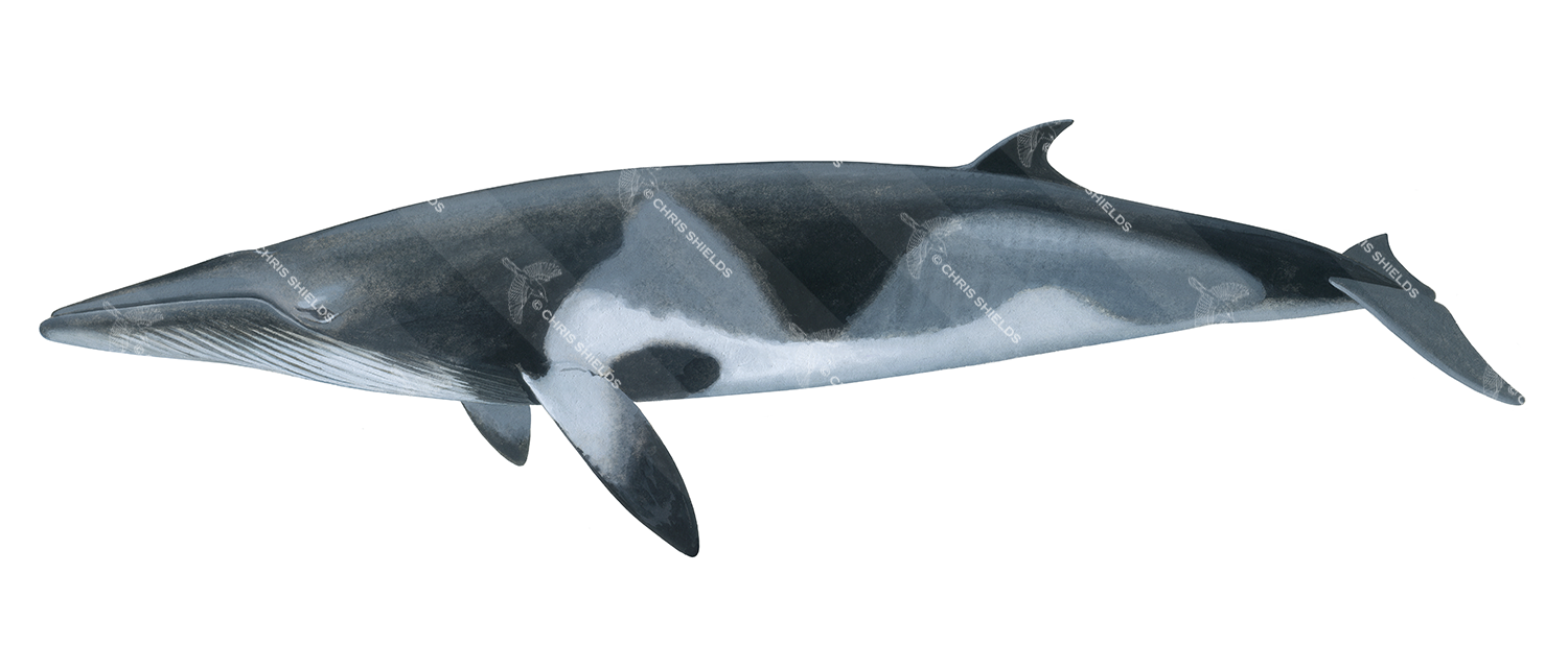 Illustration of Minkie Whale (Balaenoptera acutorostrata) (#4409)