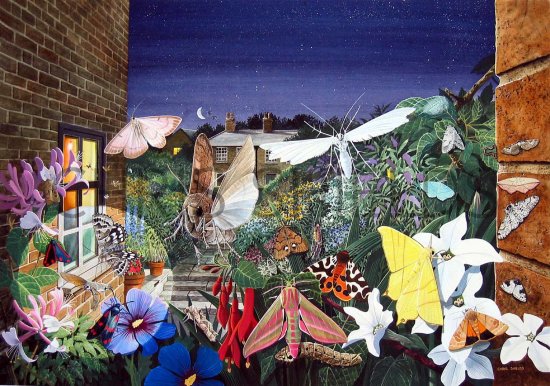 Illustration of Moths Poster (#1663)