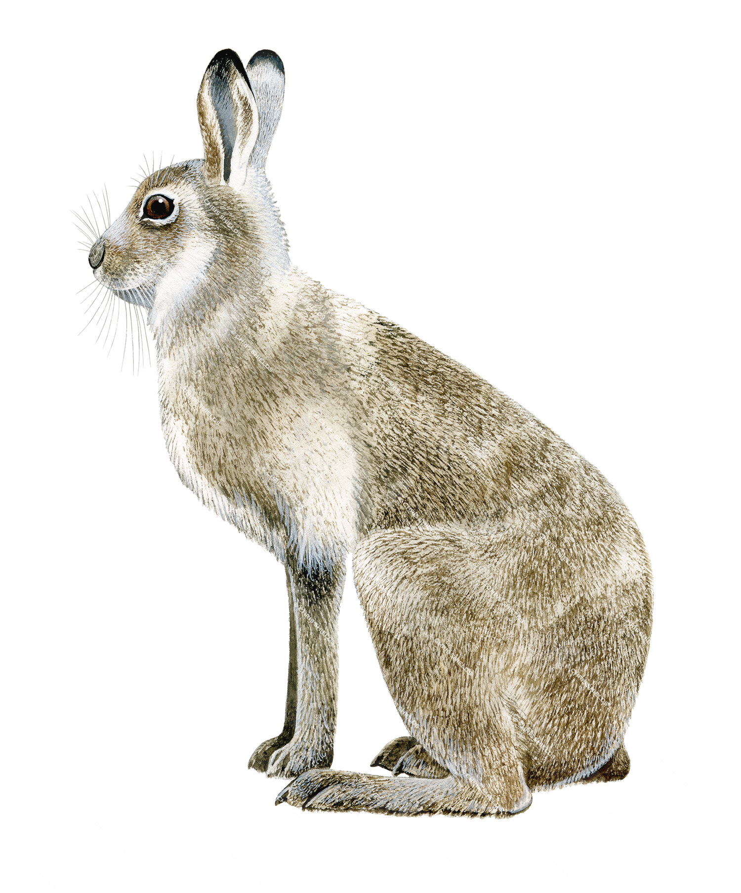 Illustration of Mountain Hare (Lepus timidus) (#3265)
