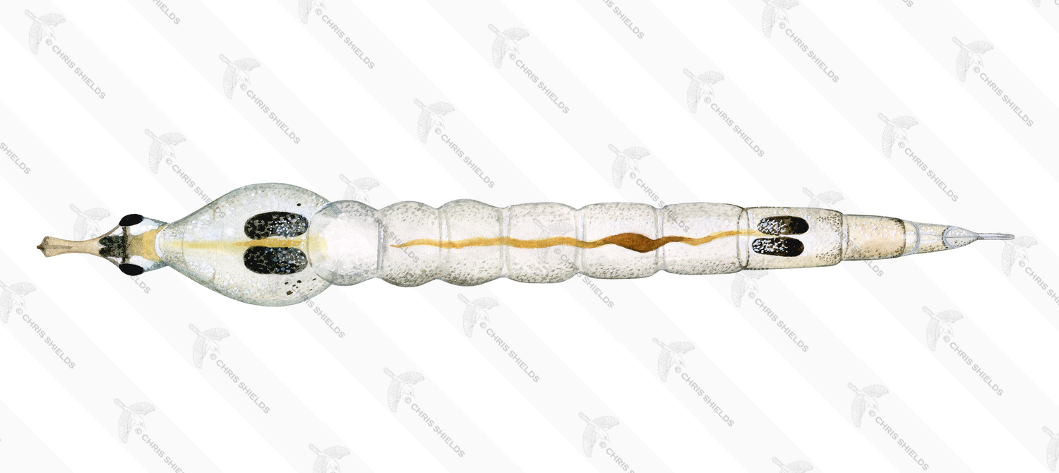 Illustration of Phantom Midge Larvae (#3107)