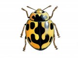 Illustration of Fourteen-Spot Ladybird (Yellow on Black) Propylea 14-puncata (#1250)