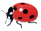 Illustration of Seven-spot Ladybird (Coccinella 7-punctata) (#0892)
