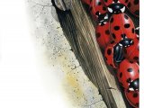 Illustration of Seven-spot Ladybird (Coccinella 7-punctata) (#0919)