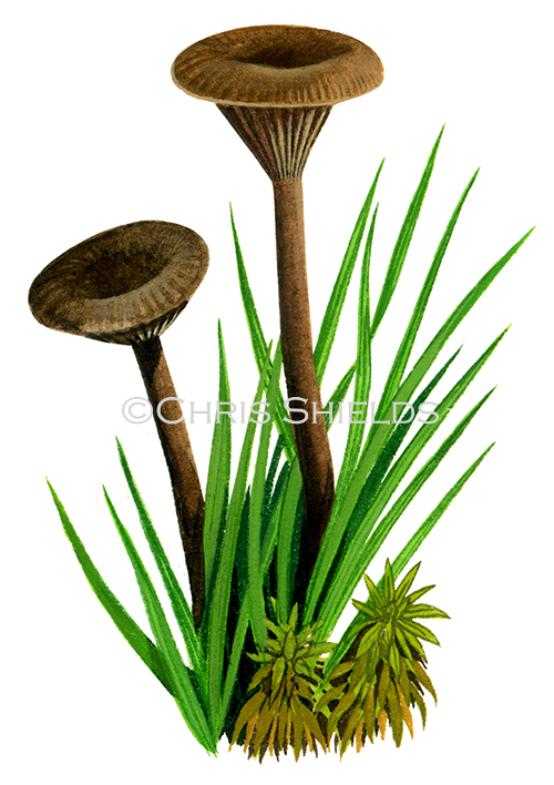 Illustration of Arrhenia obsurata (#4117)