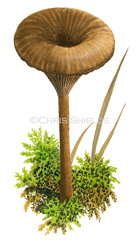 Illustration of Arrhenia sphagnicola (#4128)