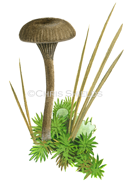 Illustration of Arrhenia velutipes (#4126)