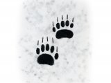 Illustration of Badger (Meles meles) Footprints (#4188)