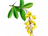 Illustration of Barberry (Berberis vulgaris) (#0947)