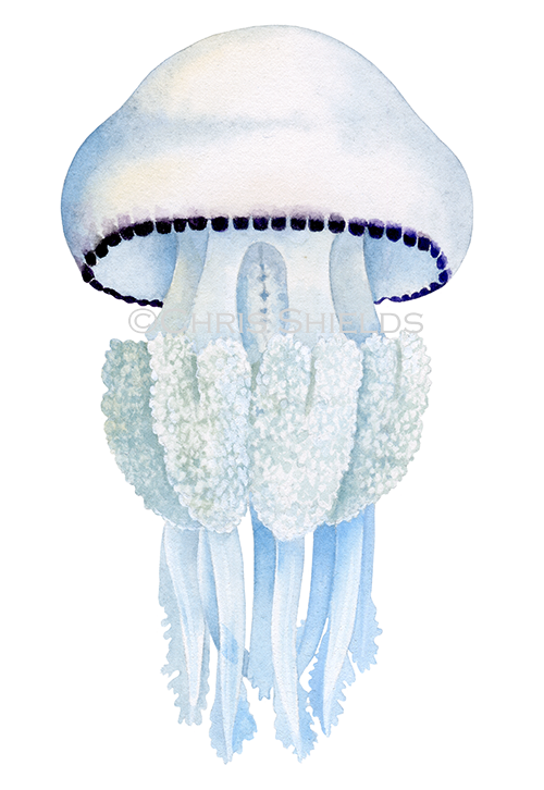 Illustration of Barrel Jellyfish (Rhizostoma pulmo) (#4494)