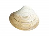Illustration of Basket shell (Corbula gibba) (#1972)