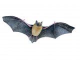 Illustration of Bat (Pipistrelle) Pipistrellus pipistrellus (#3883)