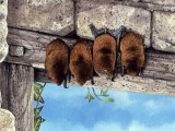 Illustration of Bat (Pipistrelle) Pipistrellus pipistrellus (#0254)